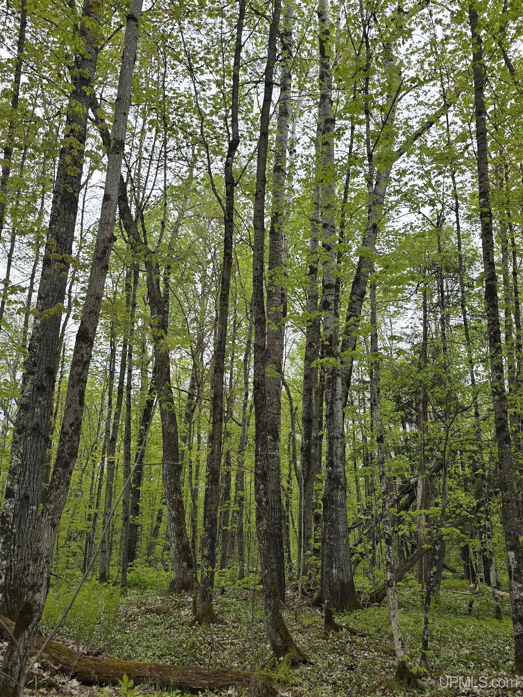 Tbd Lot 37 Yellow Road Property Photo 12