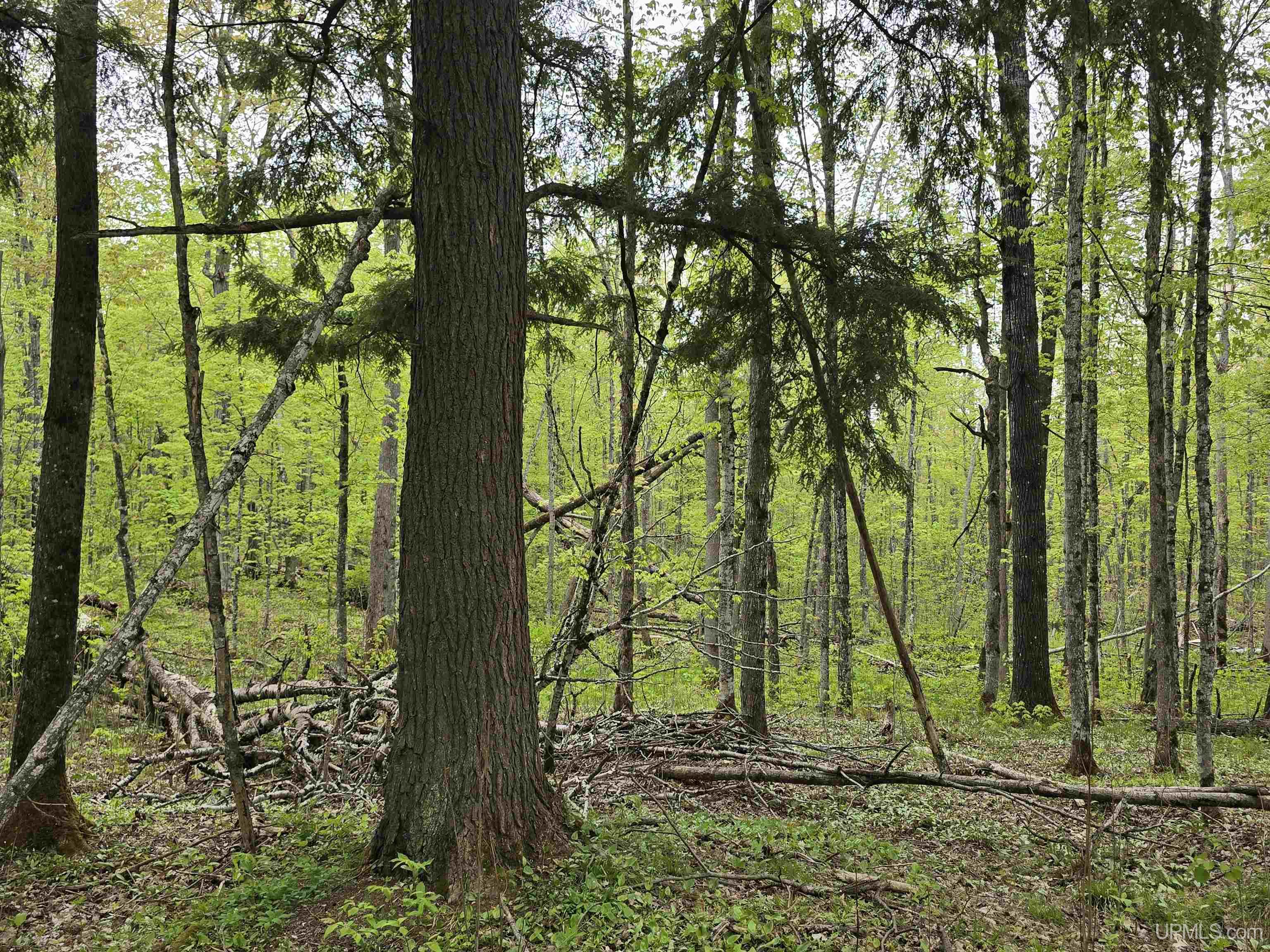 Tbd Lot 37 Yellow Road Property Photo 13