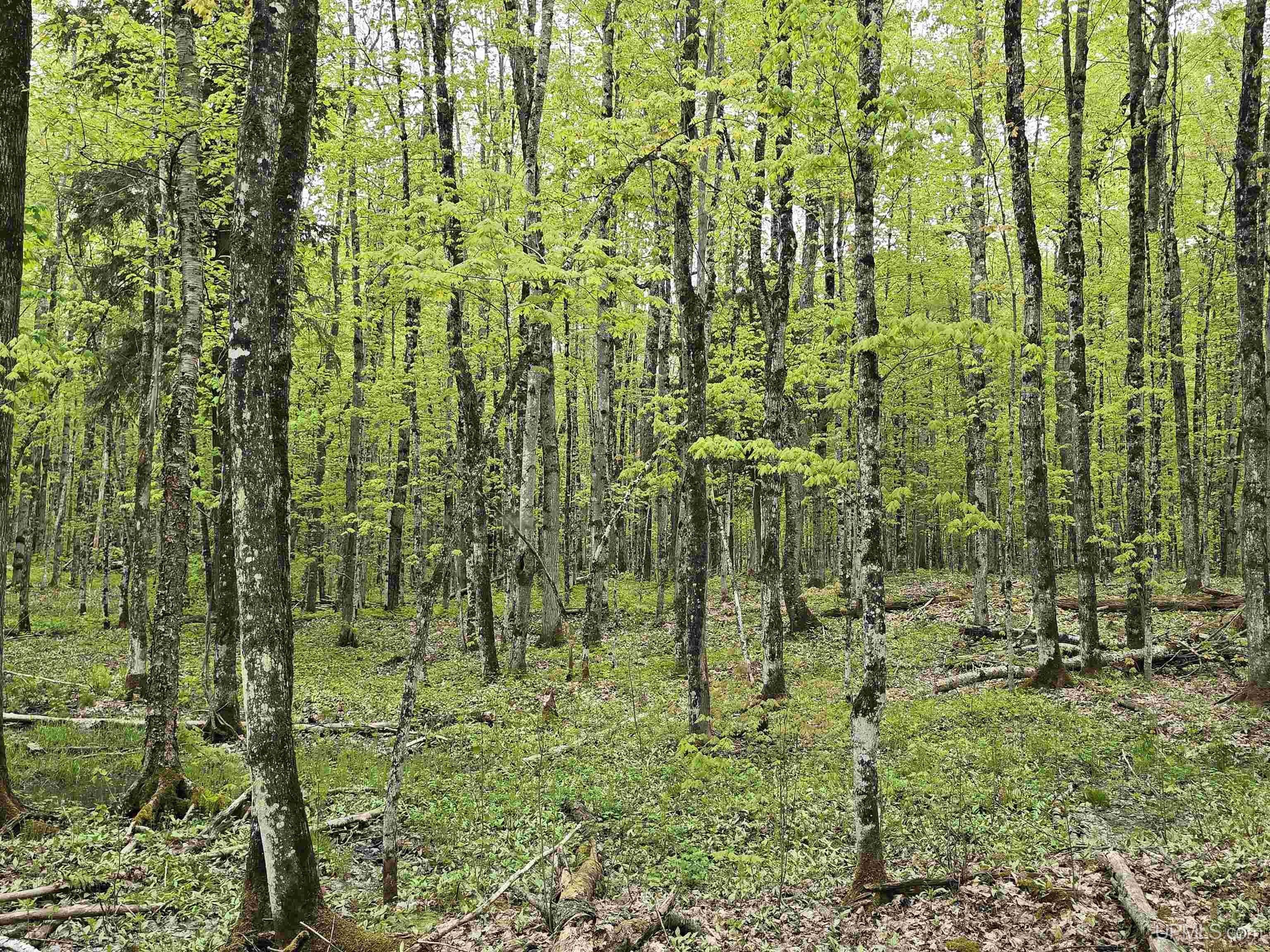 Tbd Lot 37 Yellow Road Property Photo 15