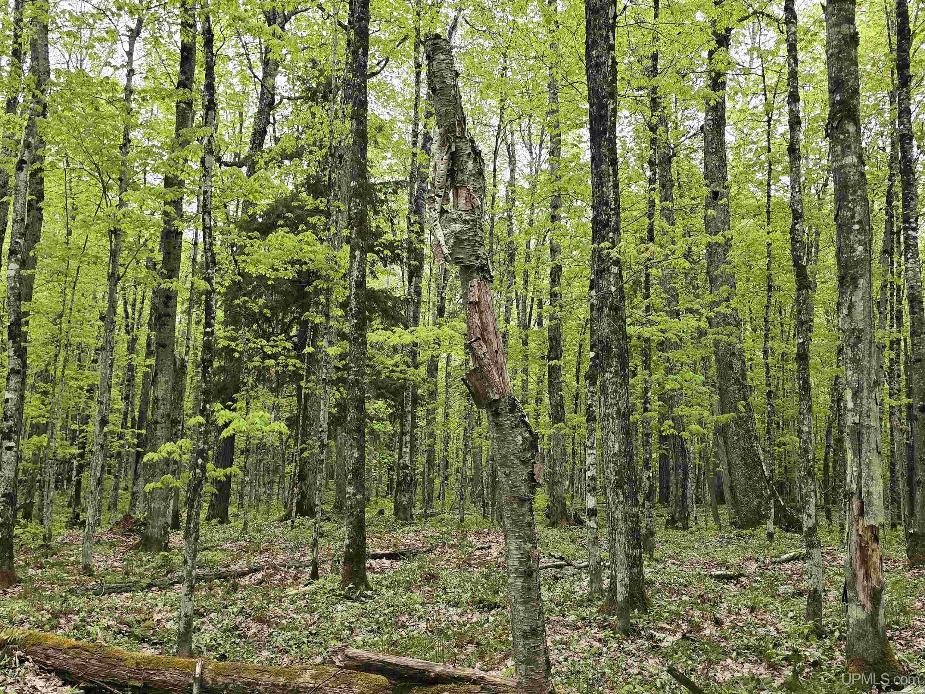 Tbd Lot 37 Yellow Road Property Photo 16