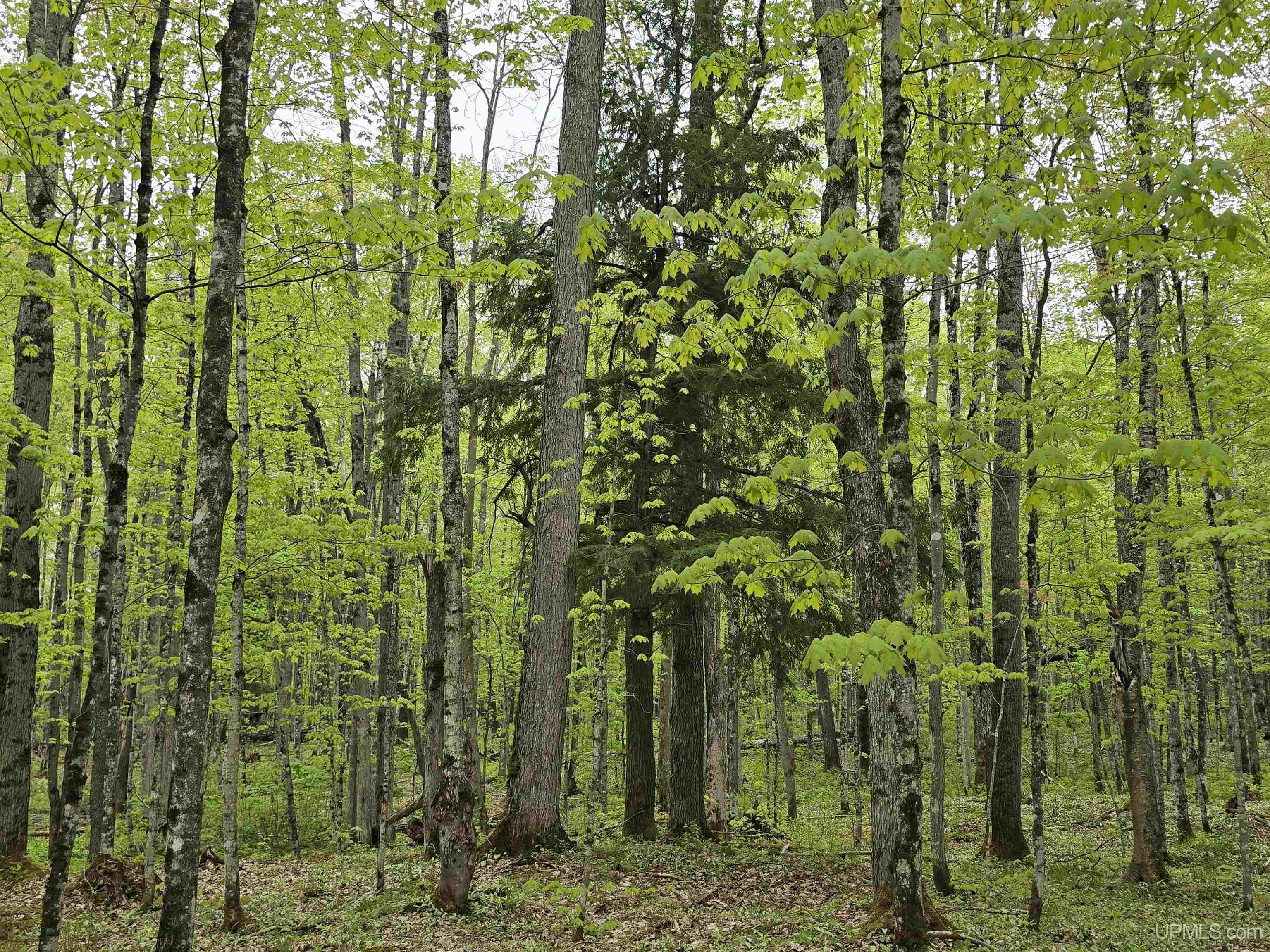 Tbd Lot 37 Yellow Road Property Photo 17