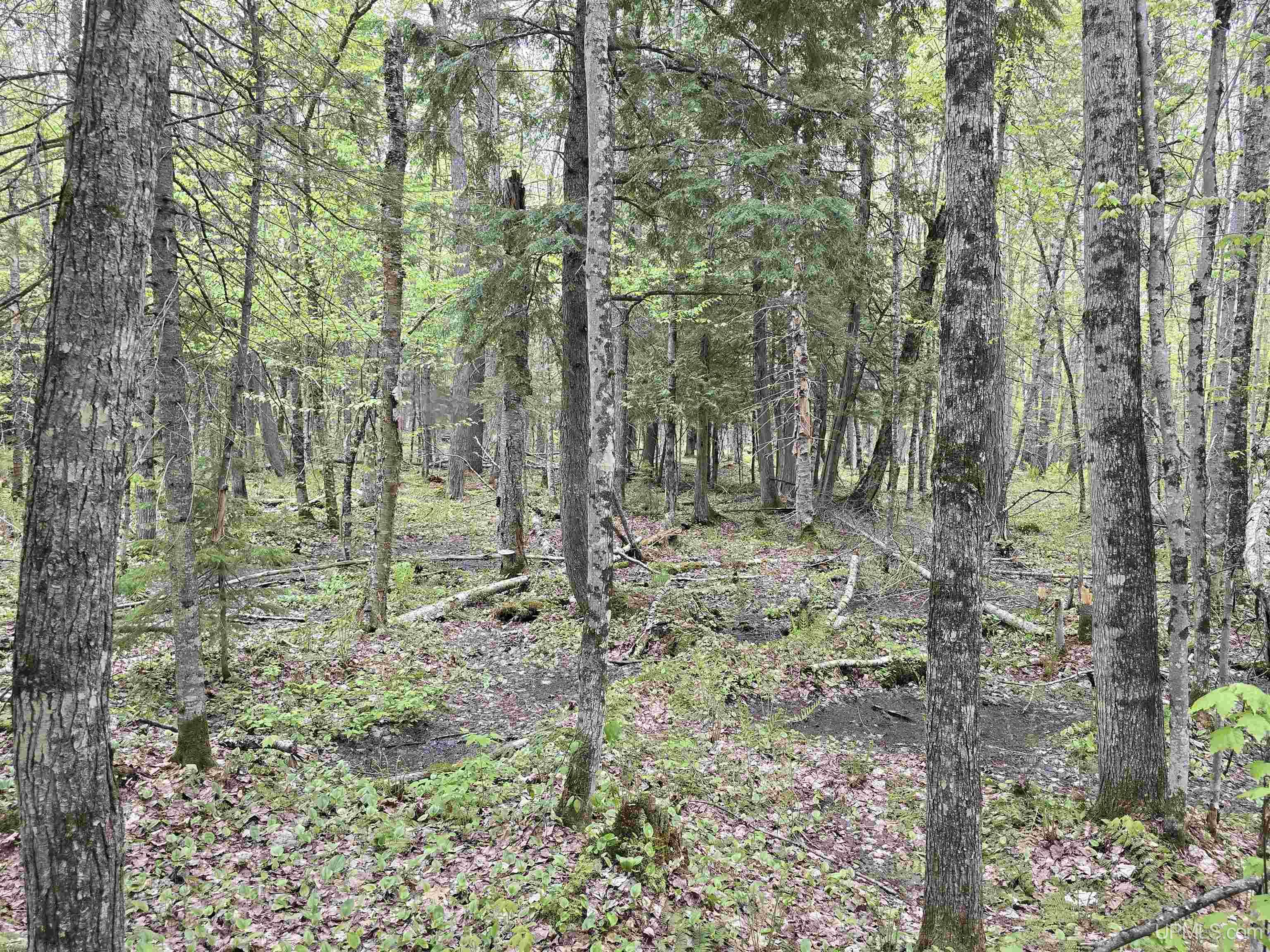 Tbd Lot 37 Yellow Road Property Photo 19