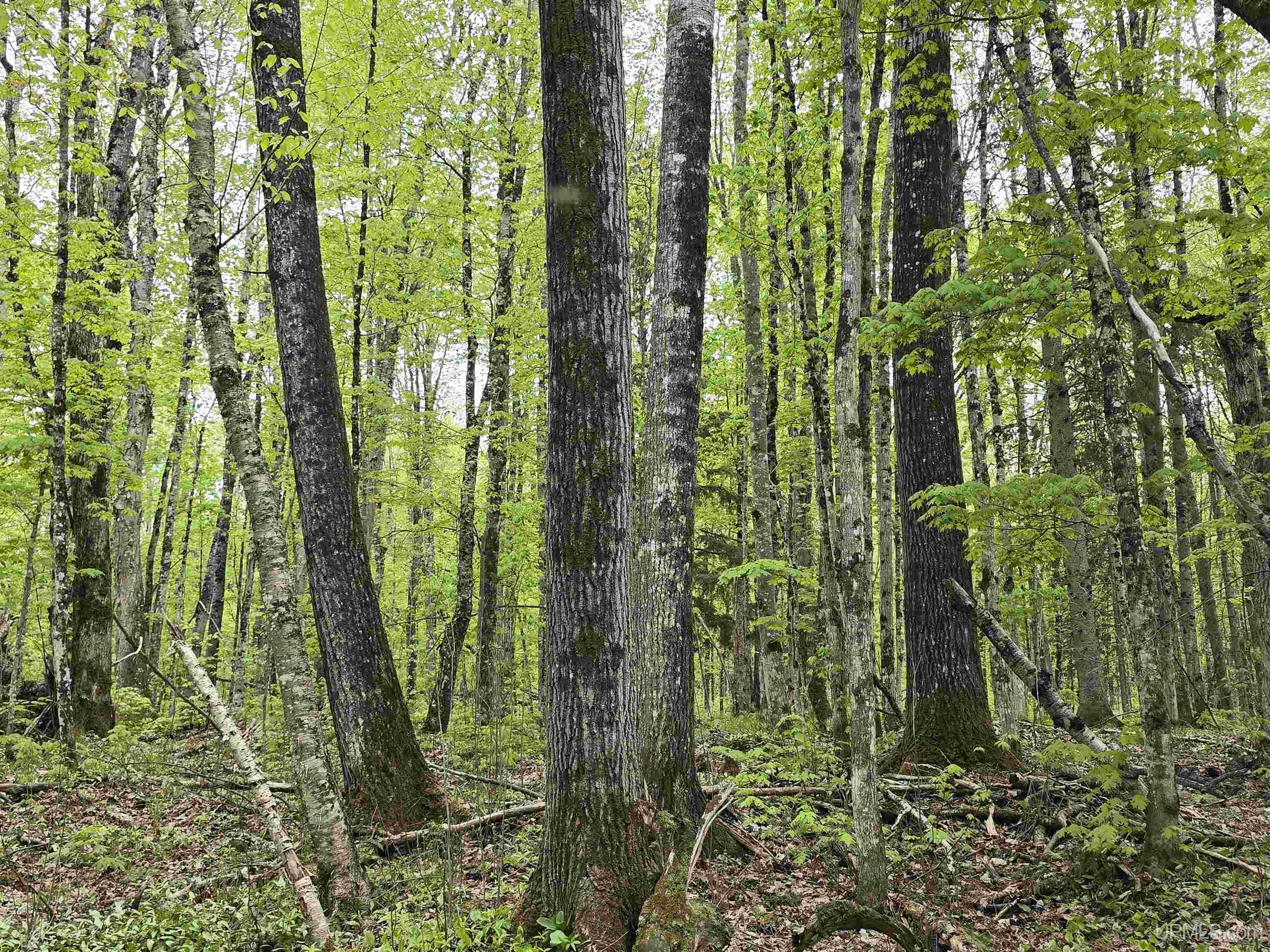 Tbd Lot 37 Yellow Road Property Photo 21