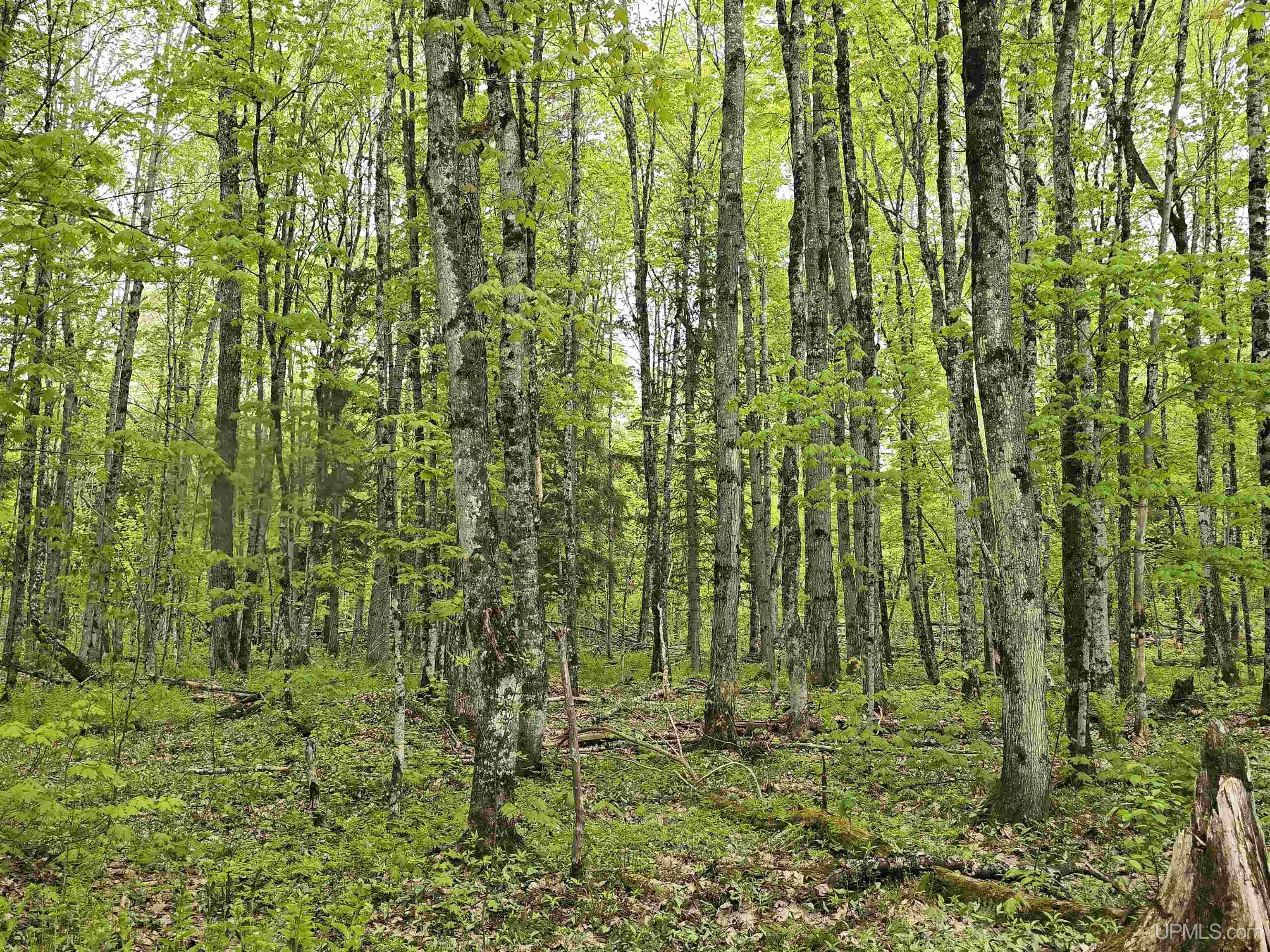 Tbd Lot 37 Yellow Road Property Photo 22