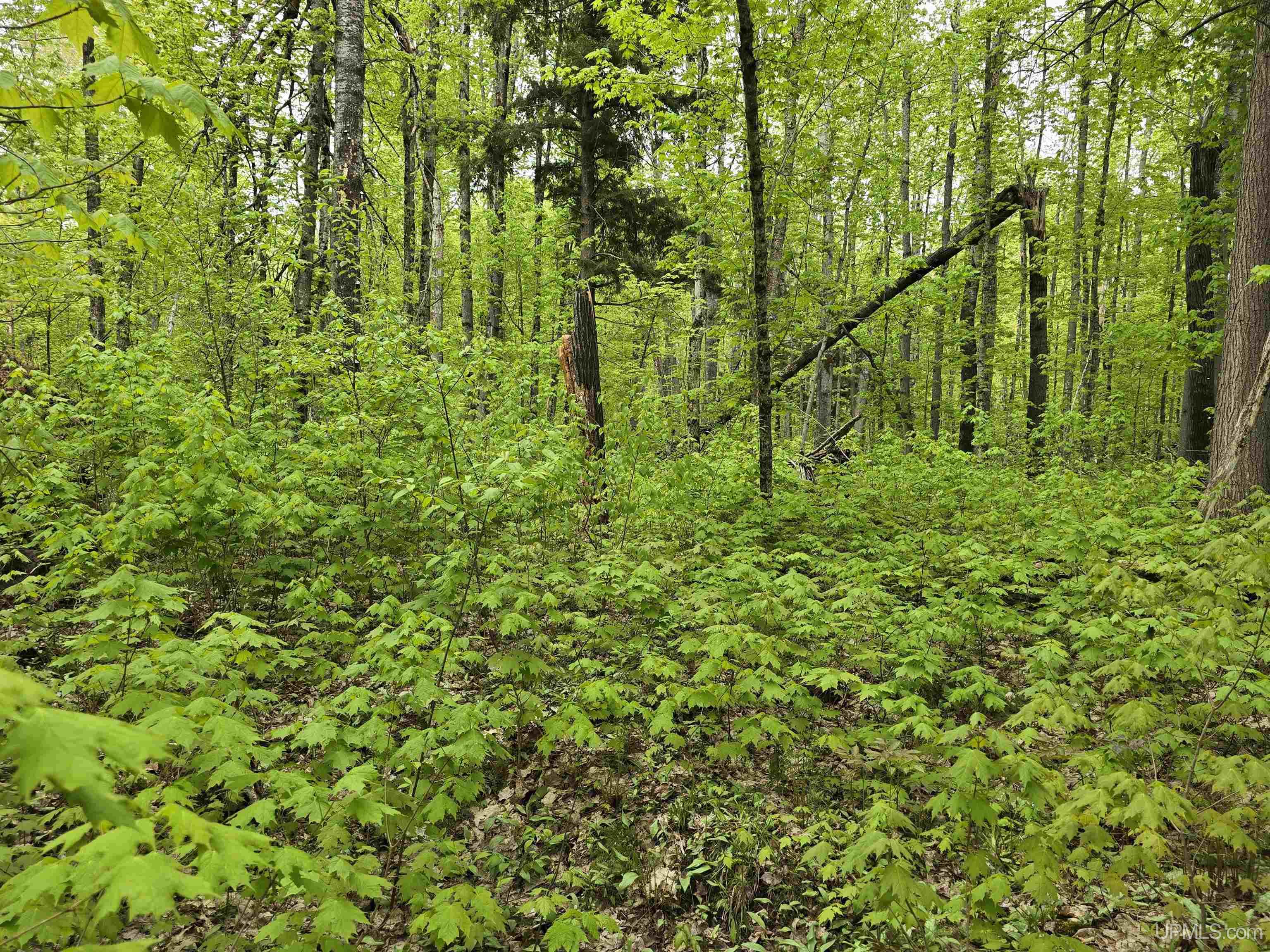 Tbd Lot 37 Yellow Road Property Photo 23