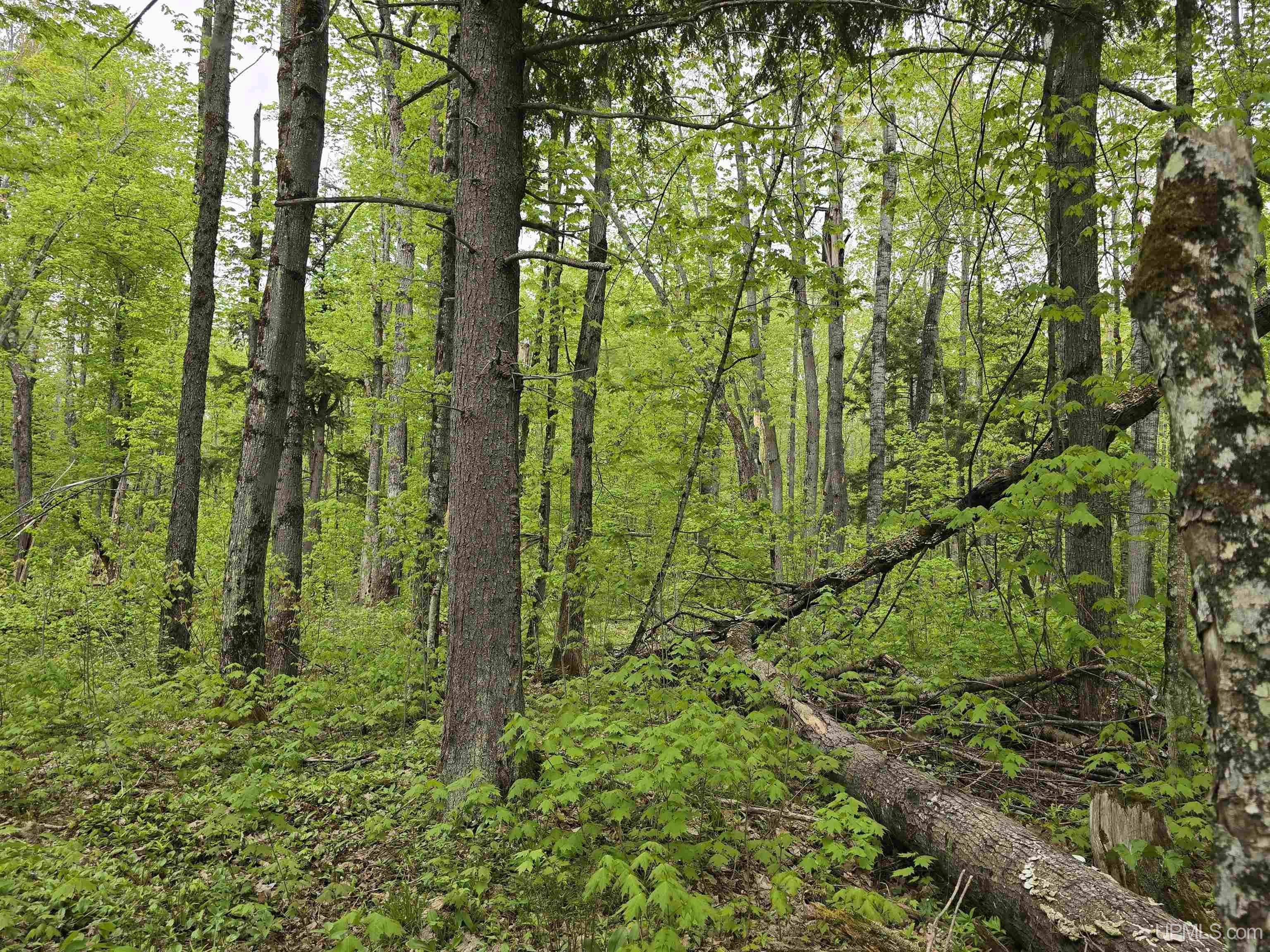 Tbd Lot 37 Yellow Road Property Photo 24
