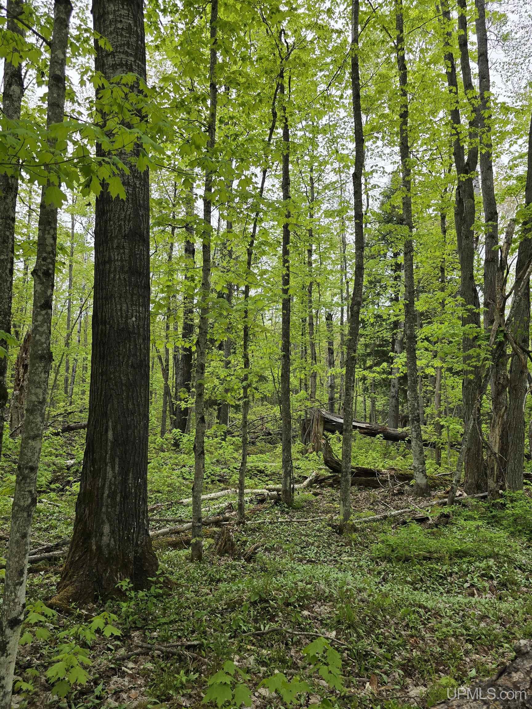 Tbd Lot 37 Yellow Road Property Photo 25