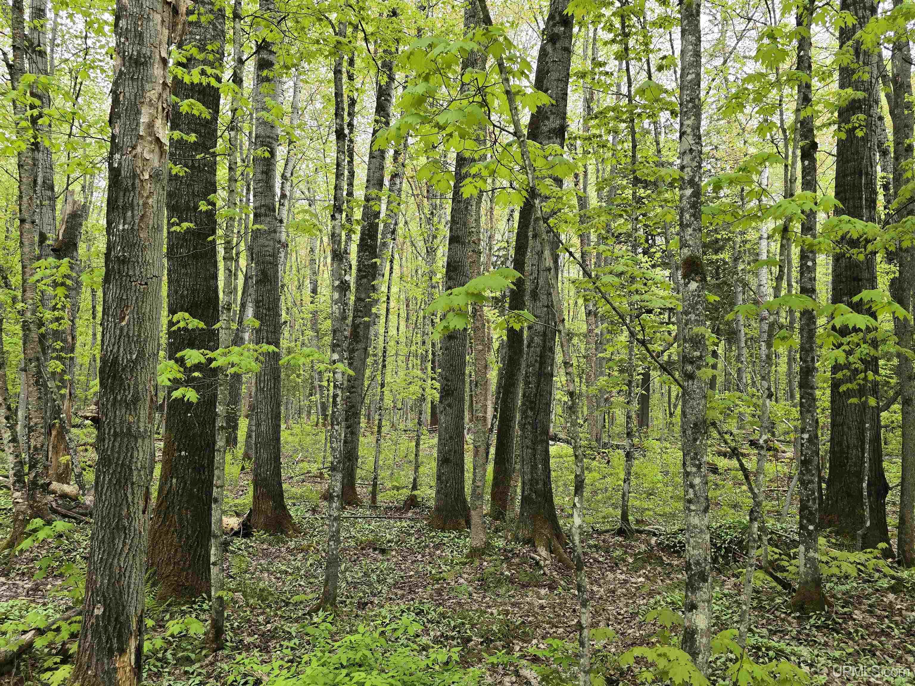 Tbd Lot 37 Yellow Road Property Photo 26