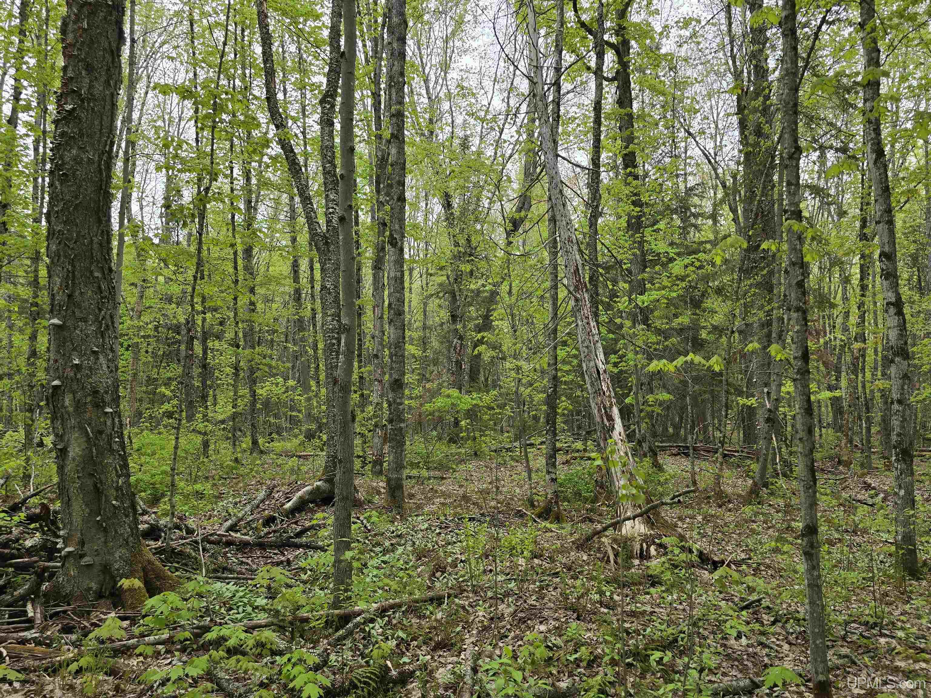 Tbd Lot 37 Yellow Road Property Photo 27