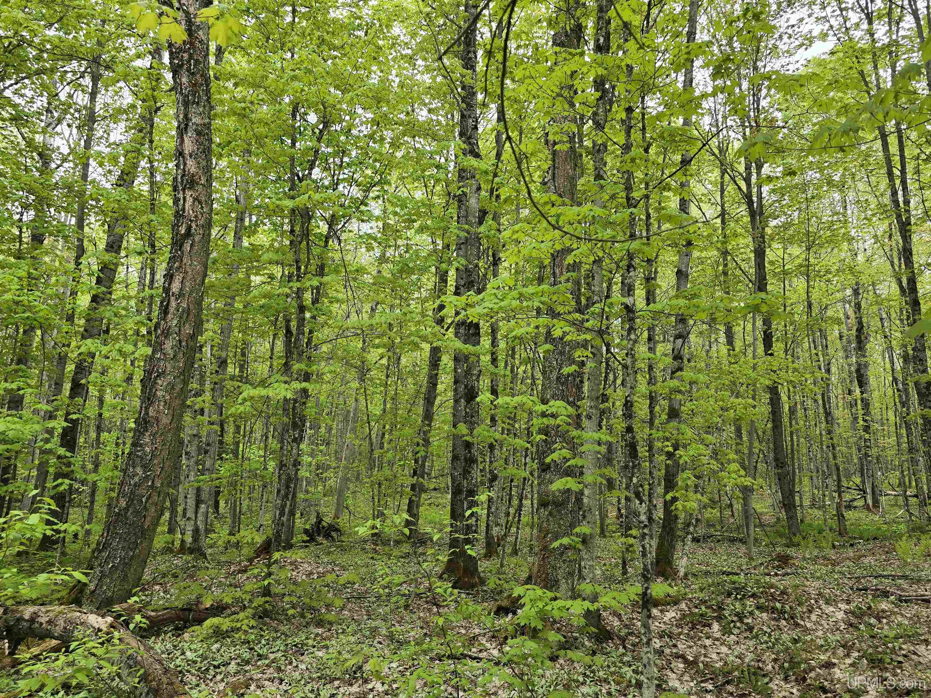 Tbd Lot 37 Yellow Road Property Photo 28