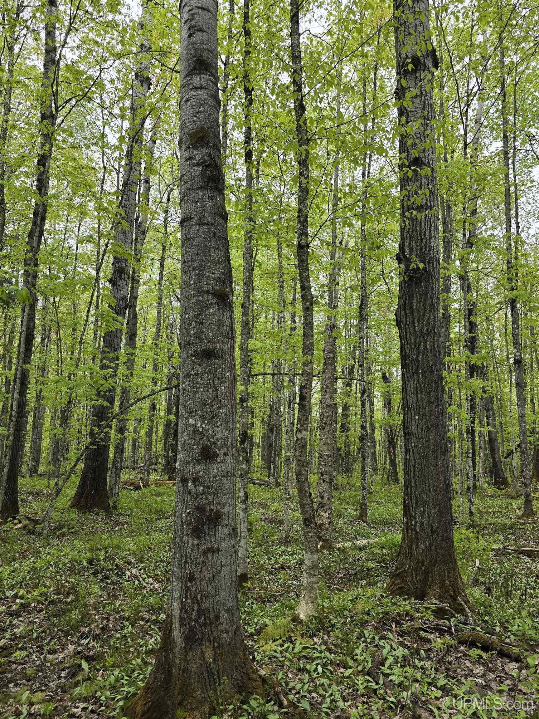 Tbd Lot 37 Yellow Road Property Photo 32