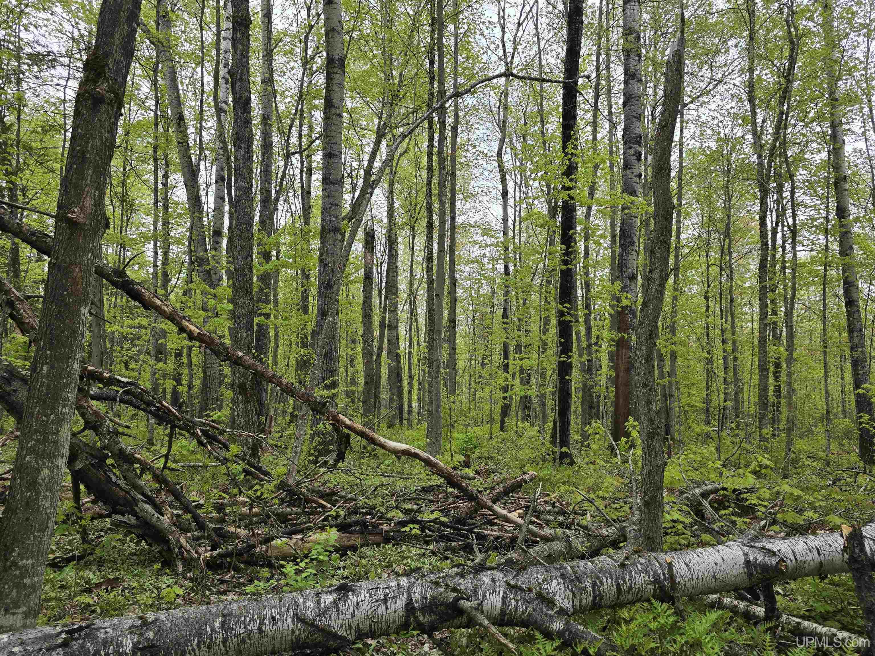 Tbd Lot 37 Yellow Road Property Photo 34