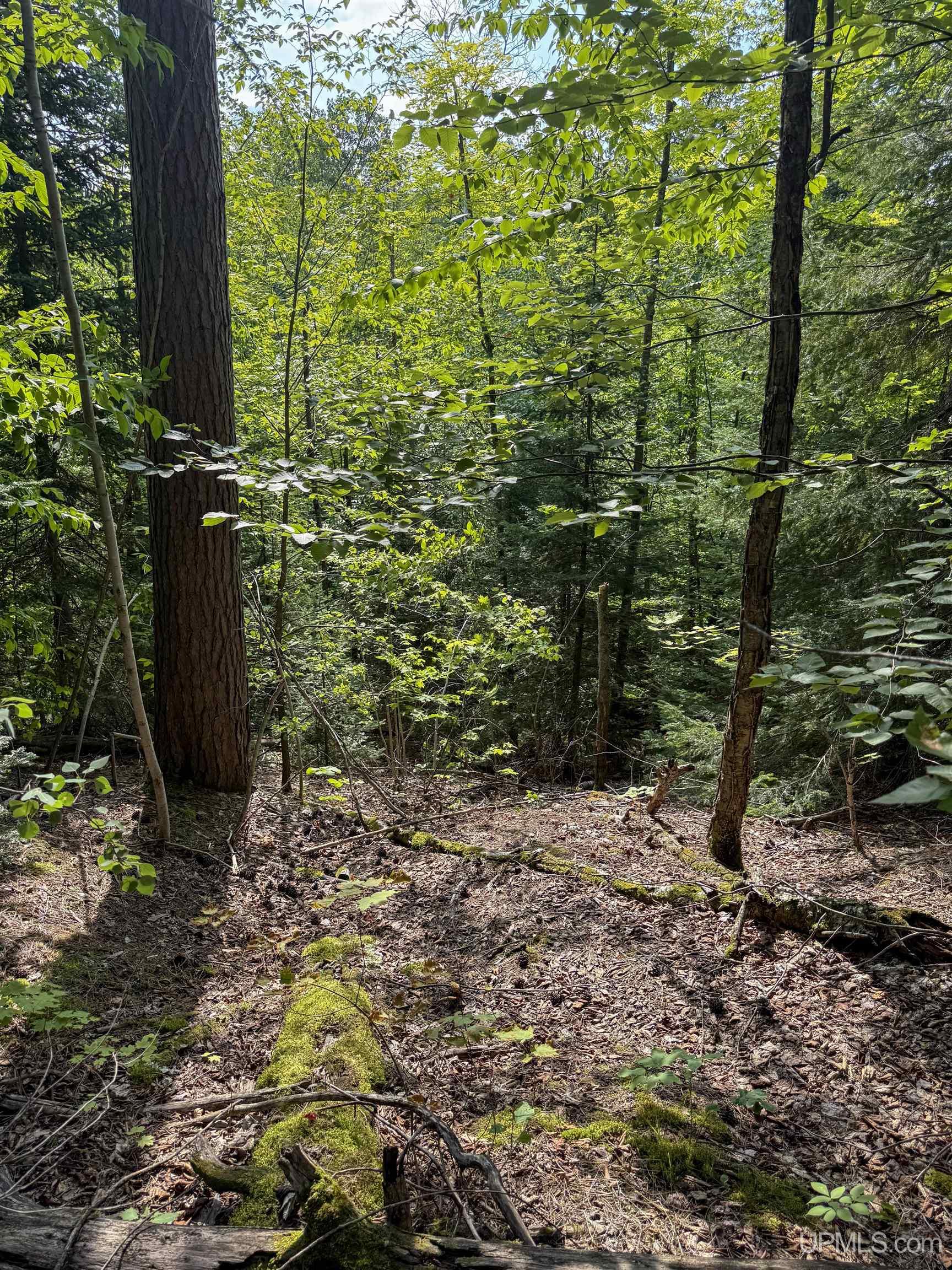 Lot 1 (north) M-64 Highway Property Photo 5