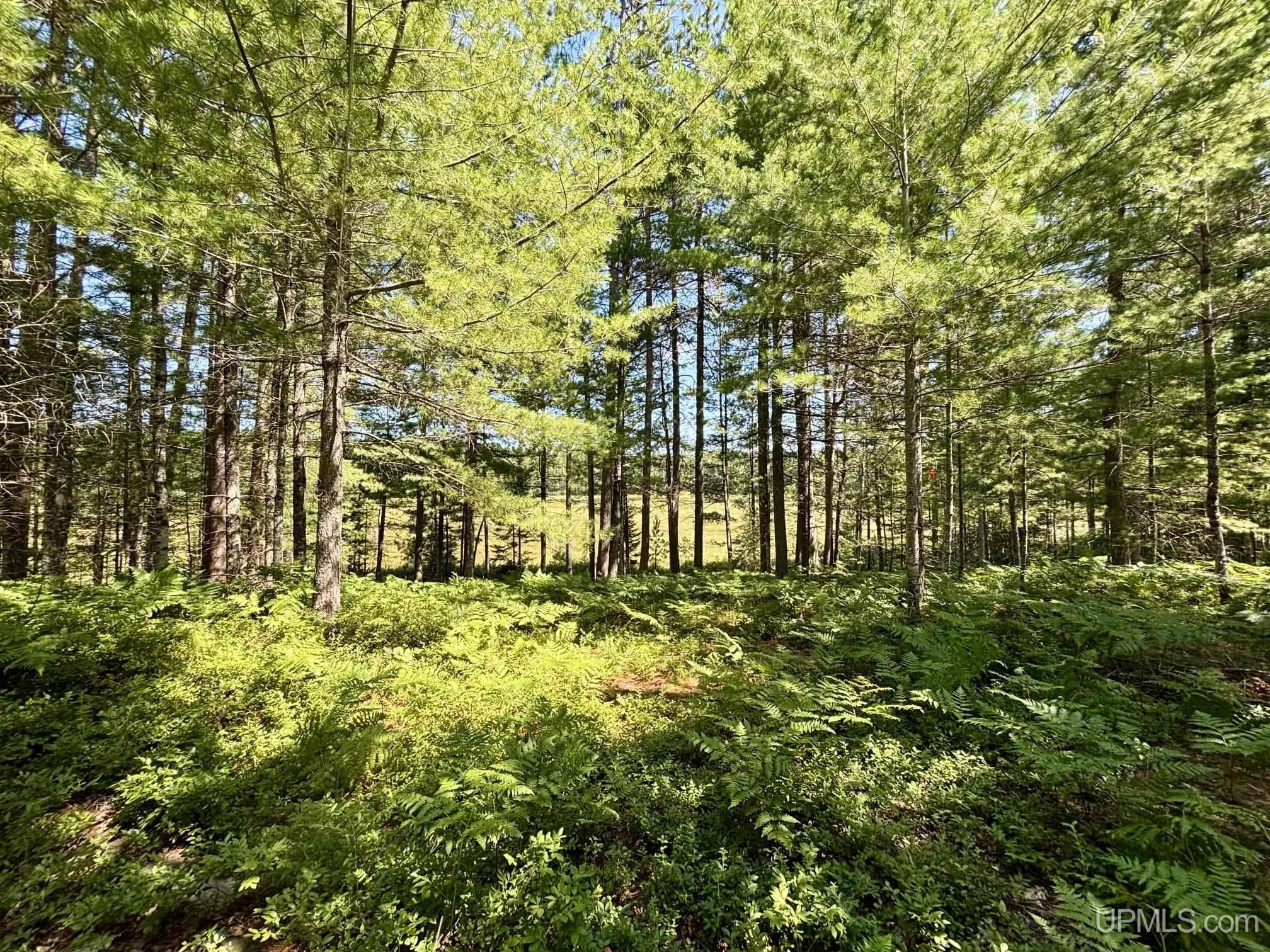 9200 Lost Lake Road Property Photo 7