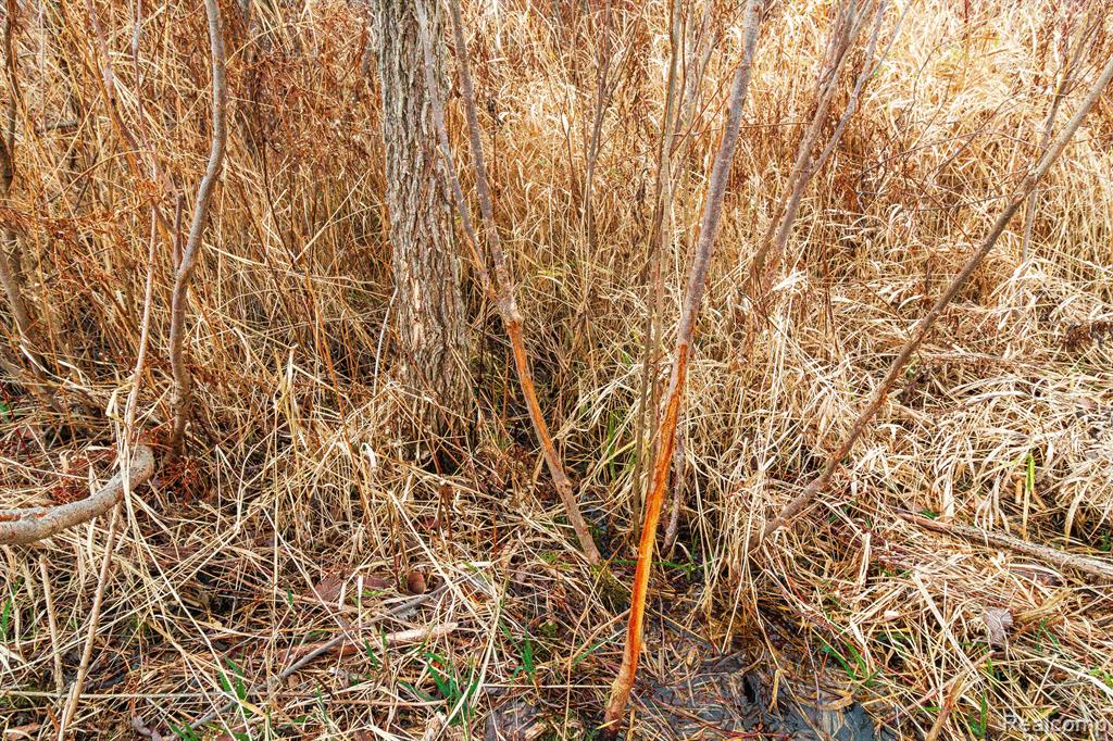 Vl Roods Lake Road Property Photo 6