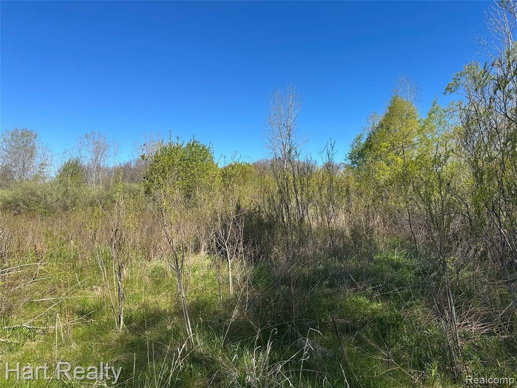 13 Single Tree Circle Property Photo 1