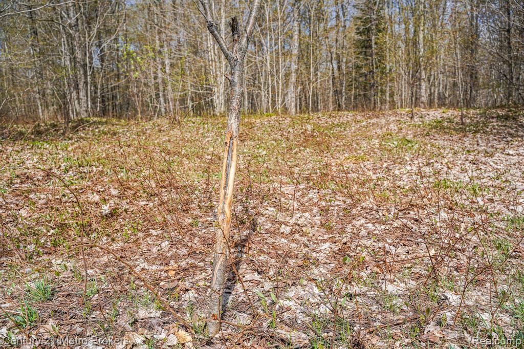 21821 Krenkel Property Photo 17