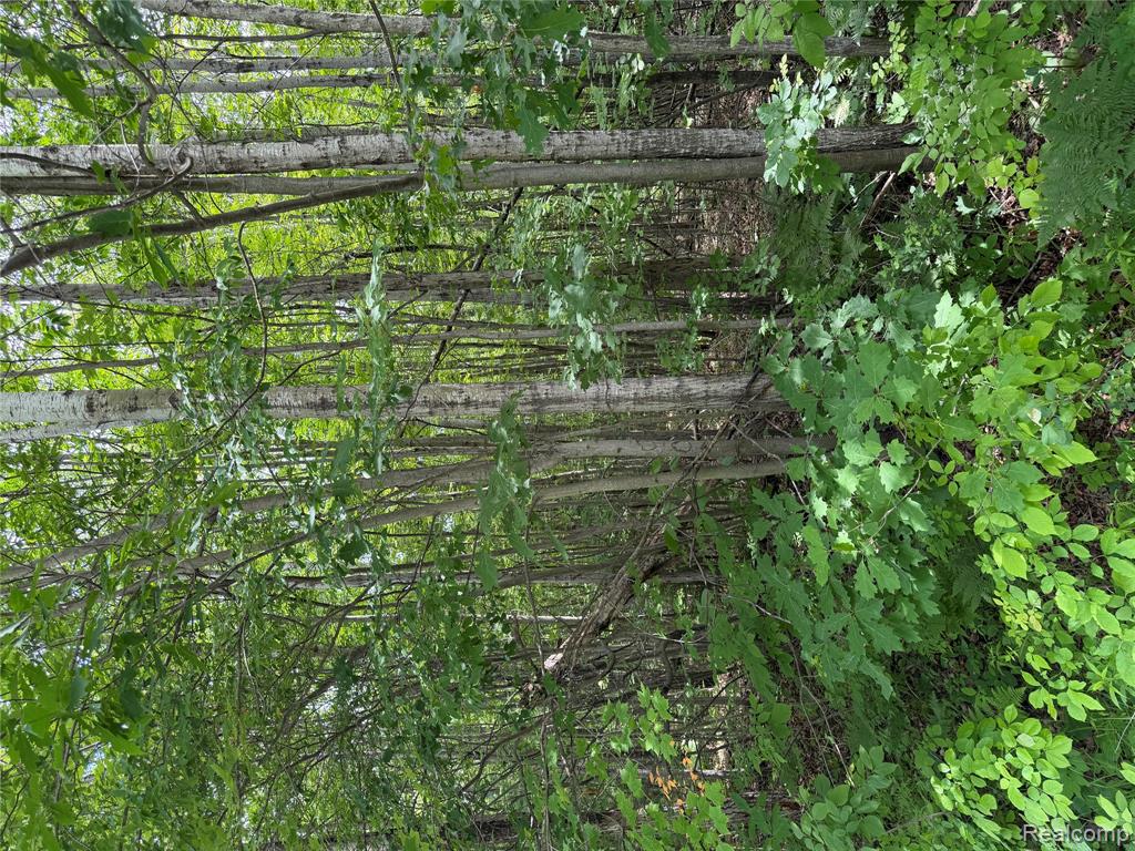 4670 Birch Lane Property Photo 7