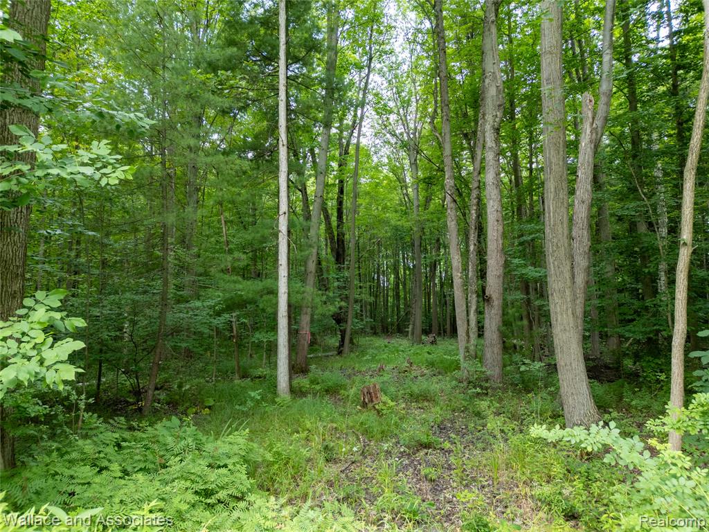 V/l Rabidue Road Property Photo 1