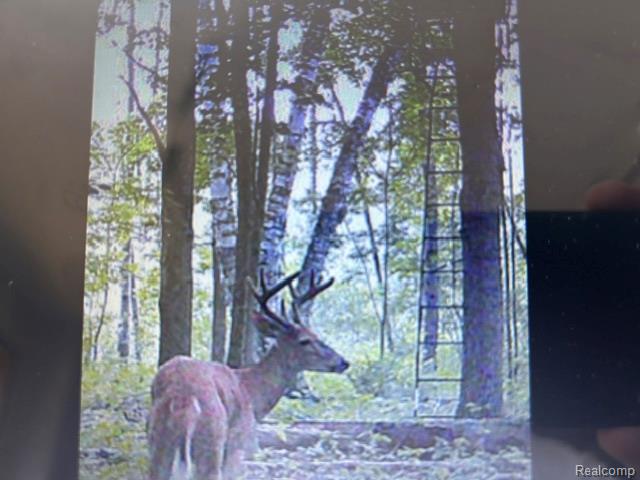 4502 Cemetery Road Property Photo 54