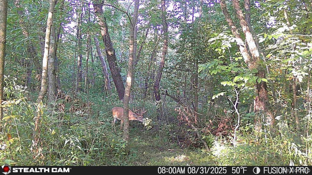 4502 Cemetery Road Property Photo 55