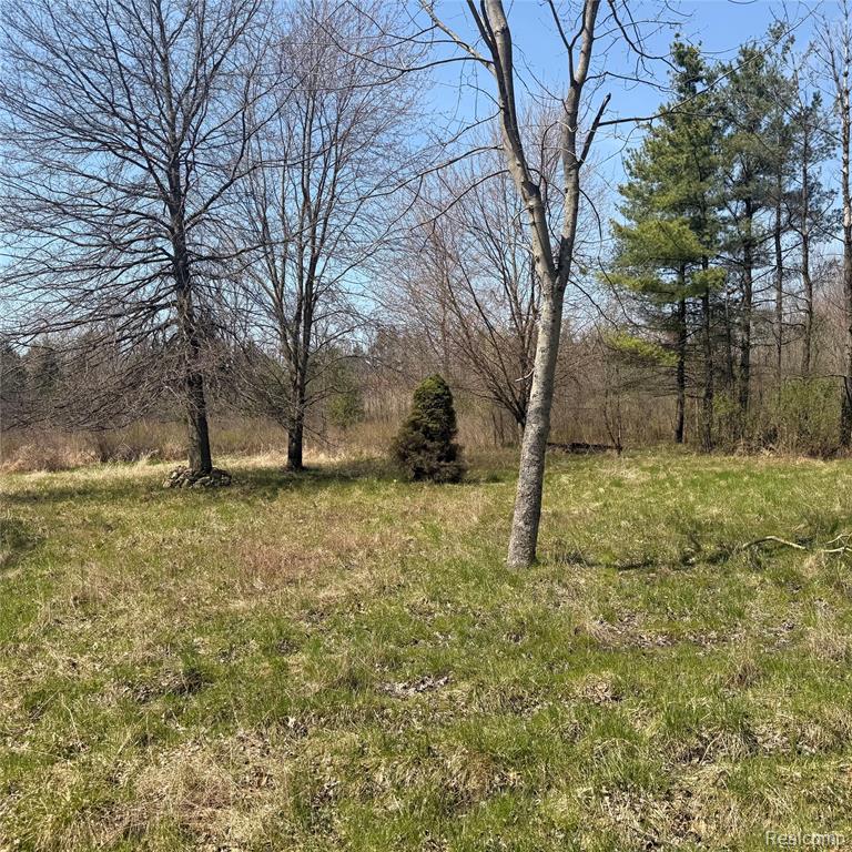 11779 Dunn Road Property Photo 8