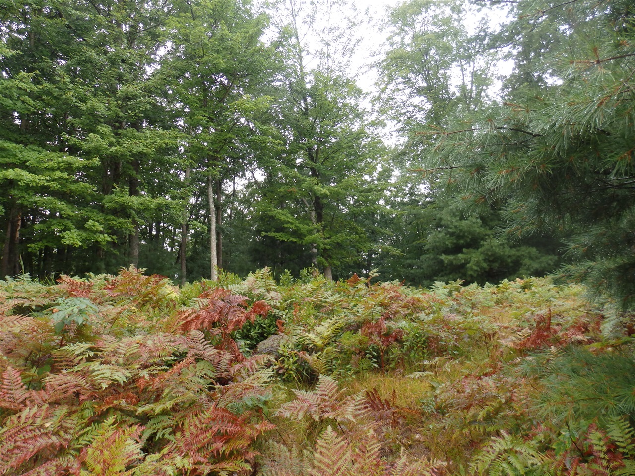 Shingle Mill Way Property Photo 6