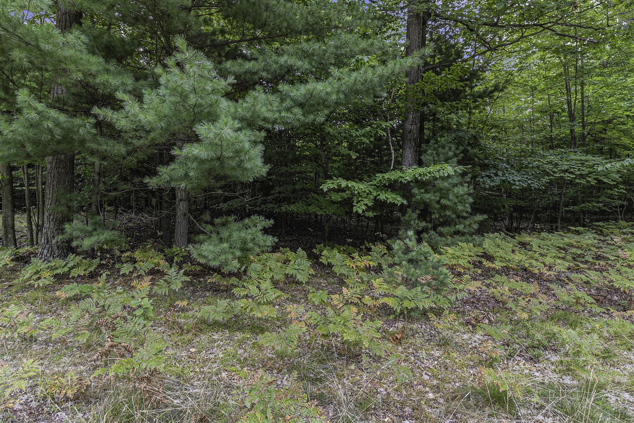 Lot 17 Pine Street Property Photo 11