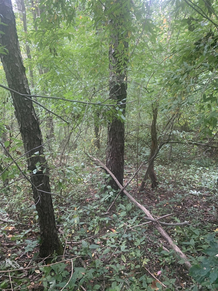 V/l Springhill Drive Property Photo 12