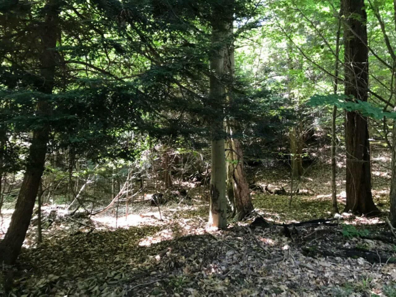 21 Peppers Trail Property Photo 8