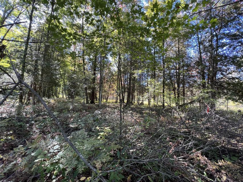 Vl E Alpine Property Photo 4