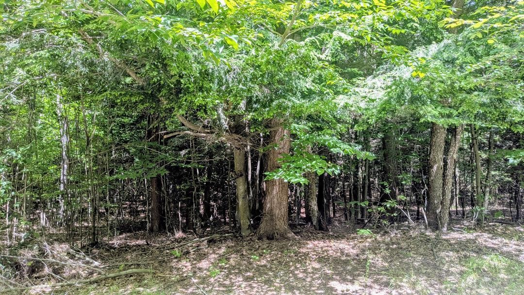 Opal Ridge Drive Property Photo 3