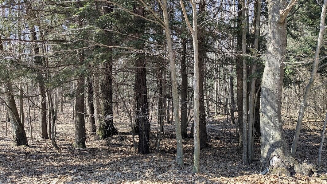 Opal Ridge Drive Property Photo 6