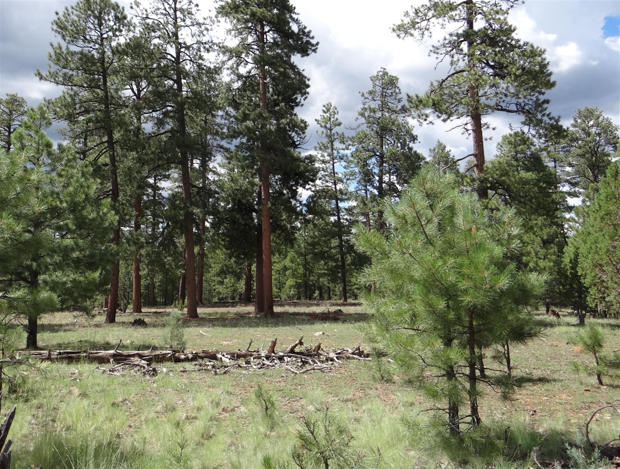 88 Carl Creek Court Property Photo 1