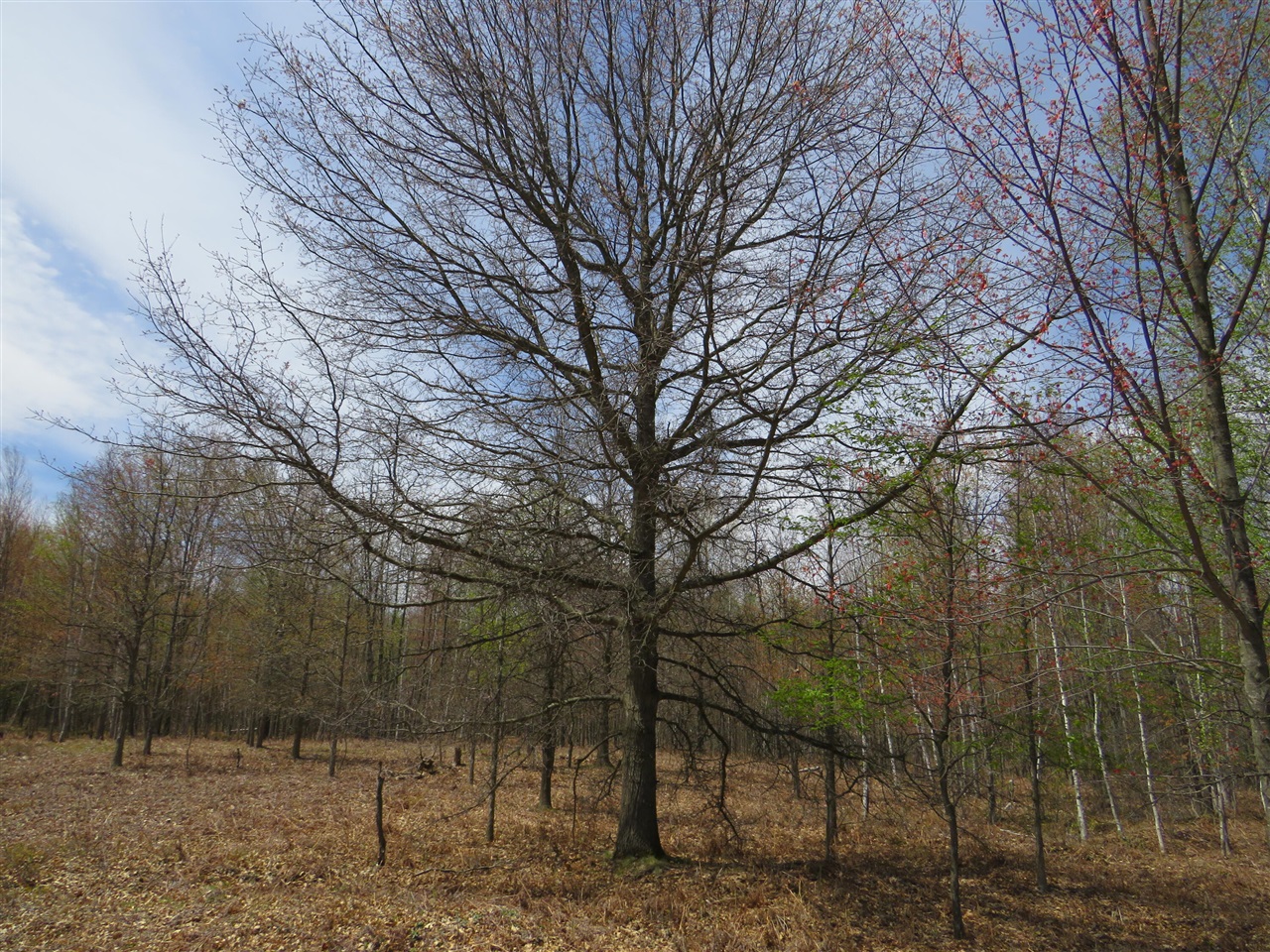 N Chippewa Road Property Photo 5
