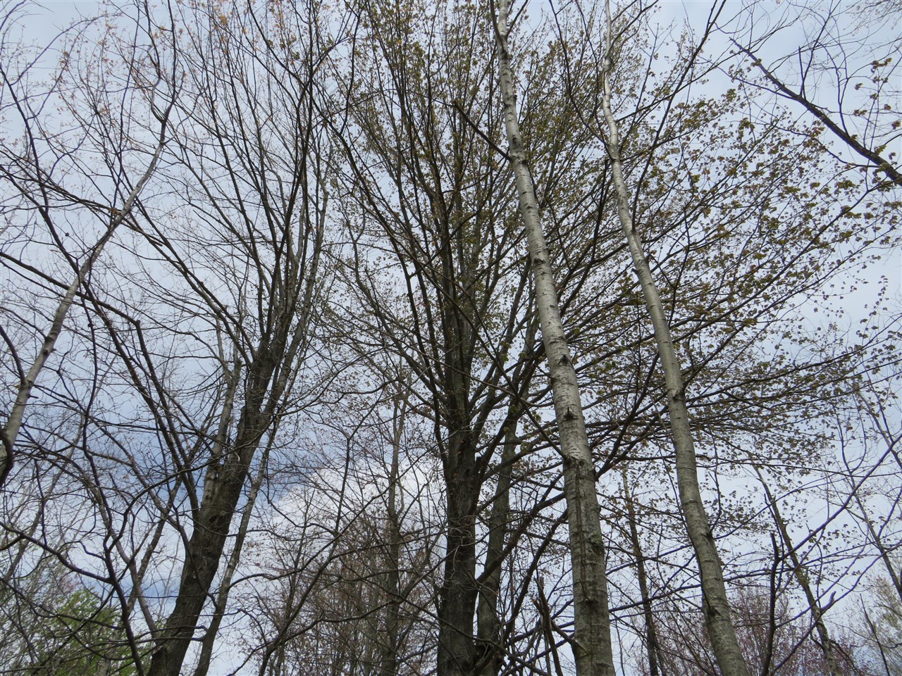 N Chippewa Road Property Photo 16