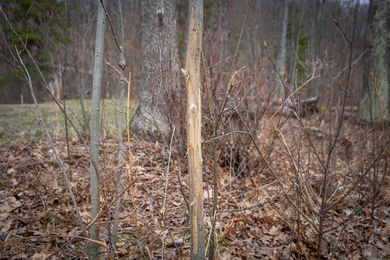 9184 M-37 Property Photo 53