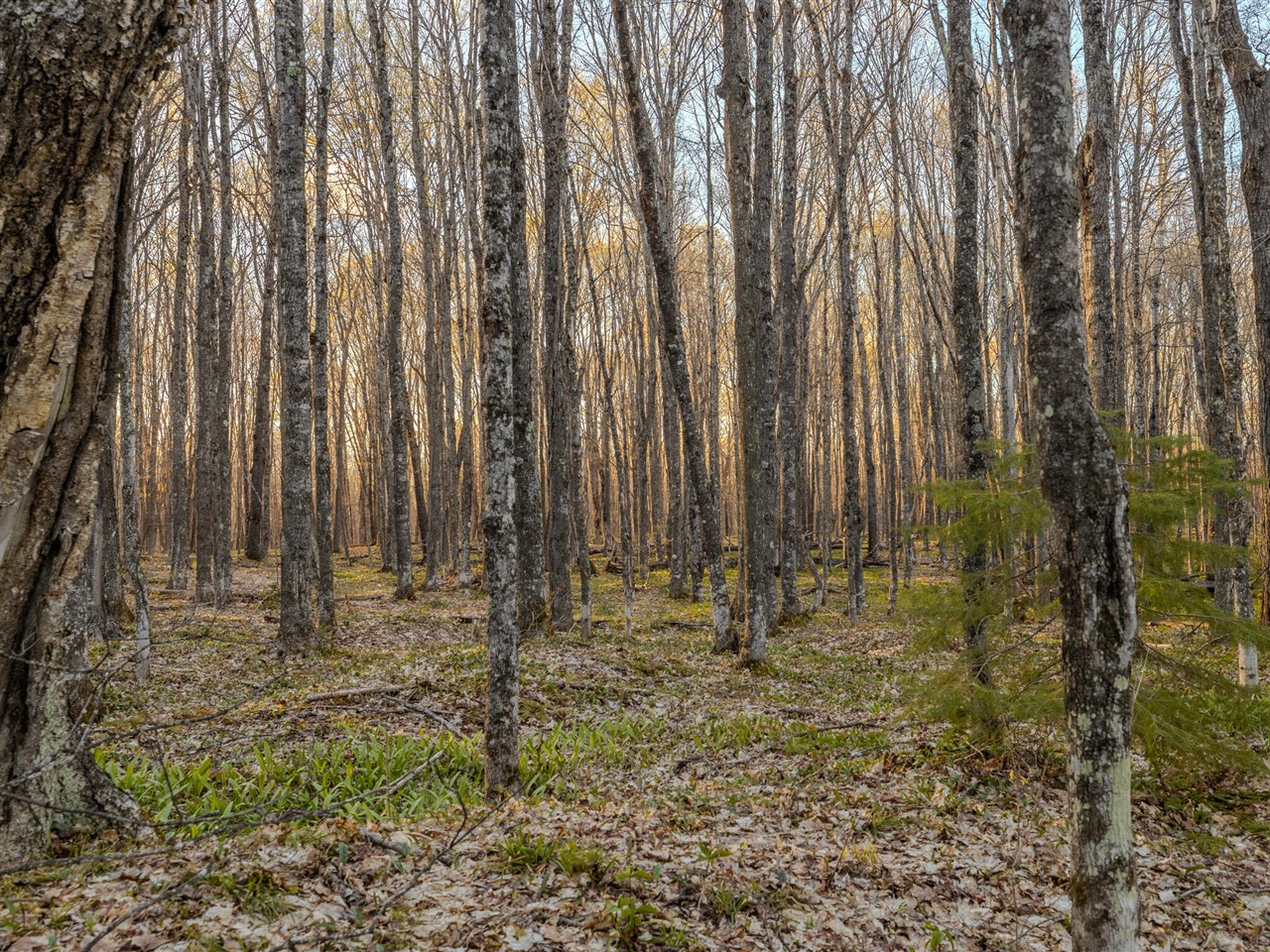 Lot 4 Federal Forest Highway 16 Property Photo 5