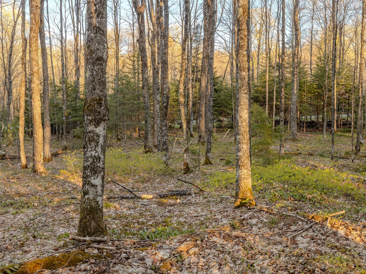 Lot 4 Federal Forest Highway 16 Property Photo 6