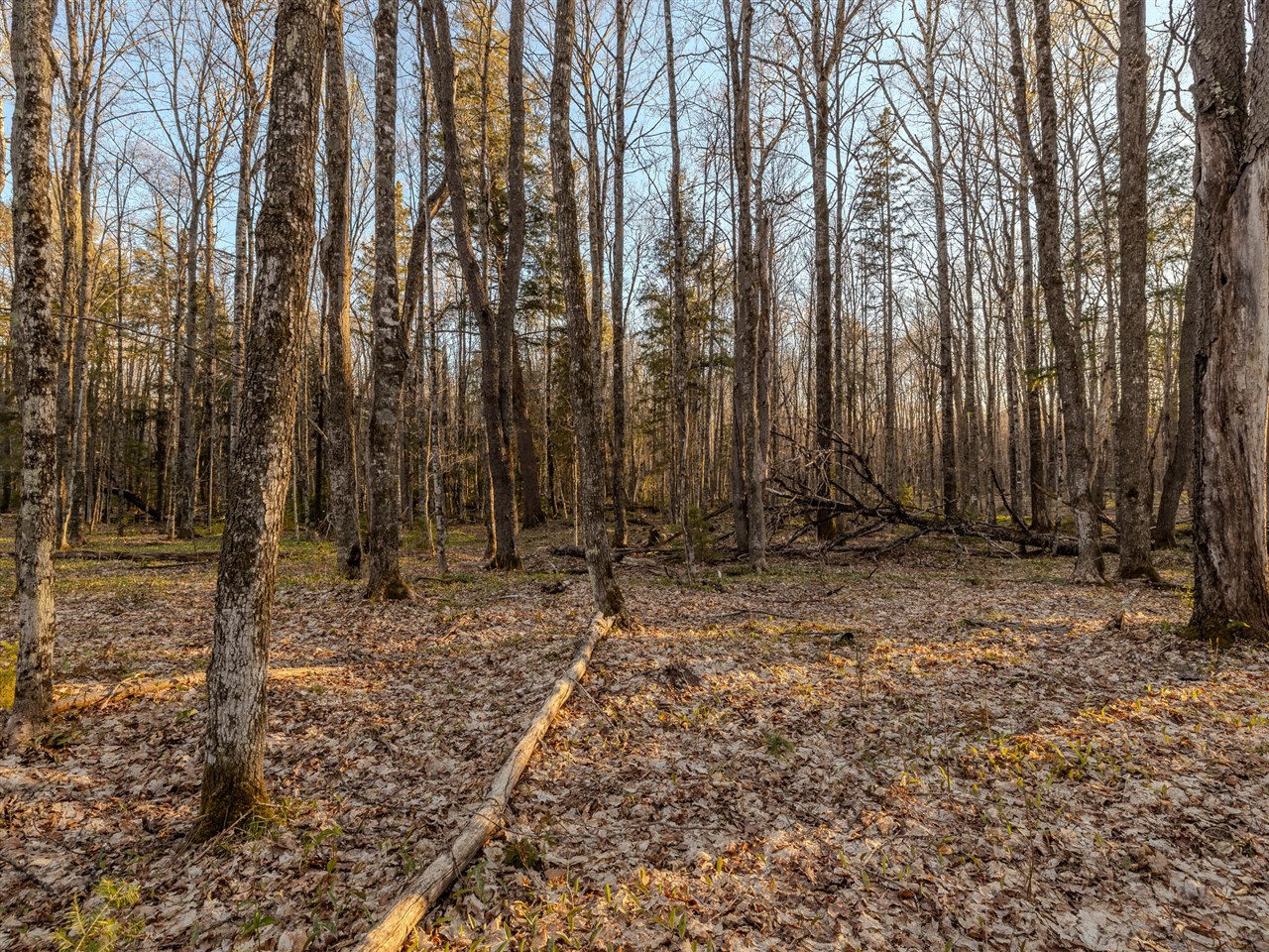 Lot 4 Federal Forest Highway 16 Property Photo 9