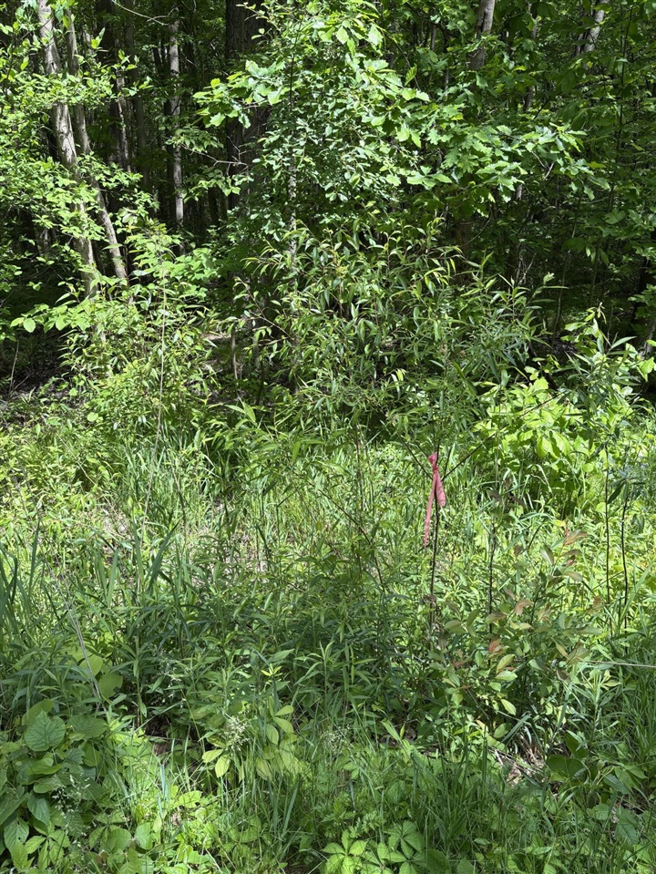 Wildwood Road Property Photo 6