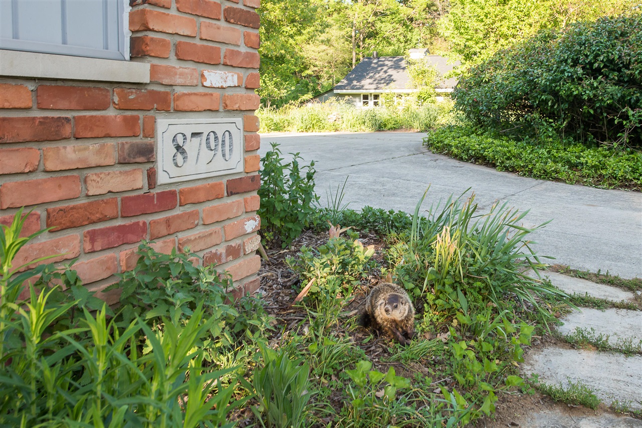 8790 Hendricks Drive Property Photo 81