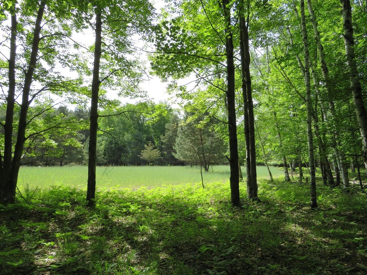 4670 Rescue Road Property Photo 60