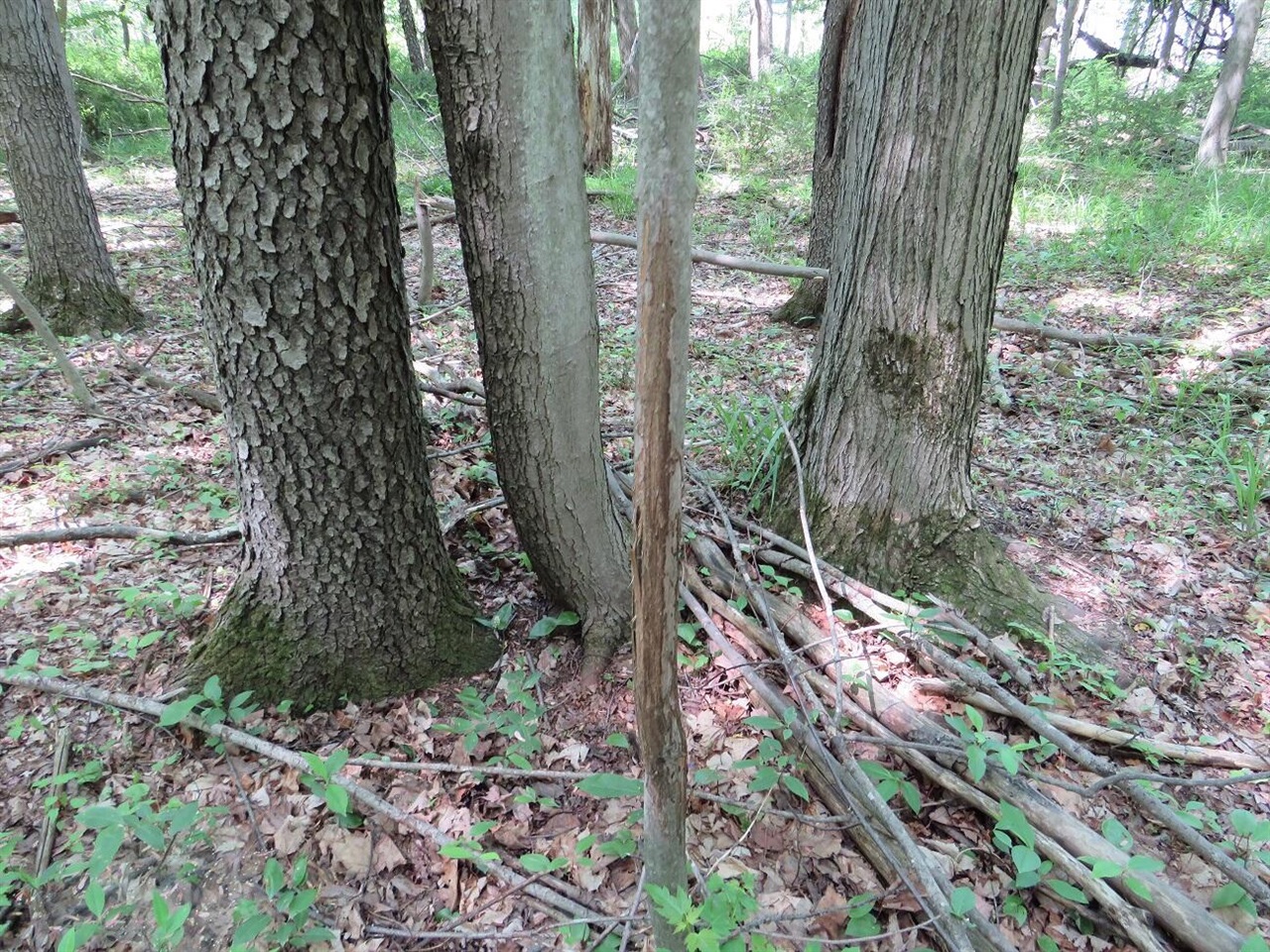 4670 Rescue Road Property Photo 65