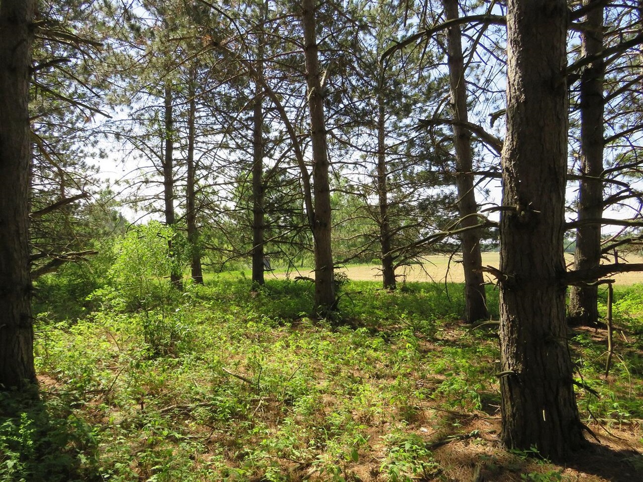 4670 Rescue Road Property Photo 74