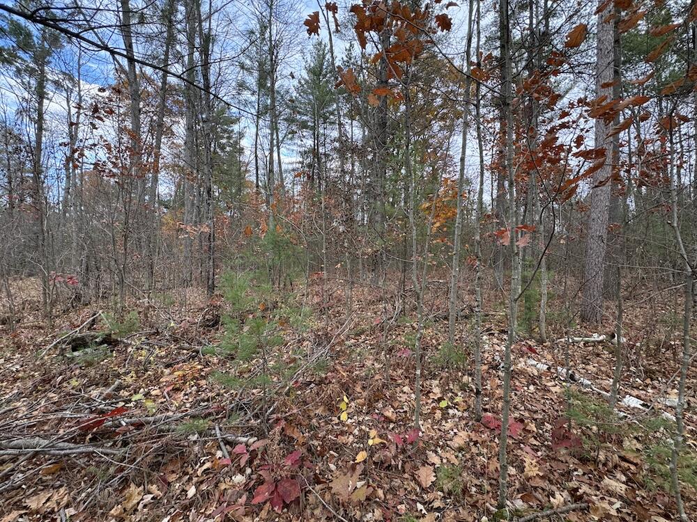 4335 Kings Corner Road Property Photo 56