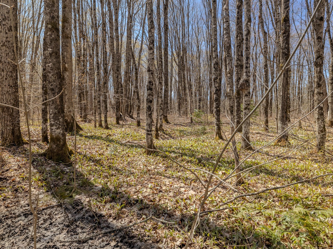 Lot 3 E Shore Road Property Photo 15