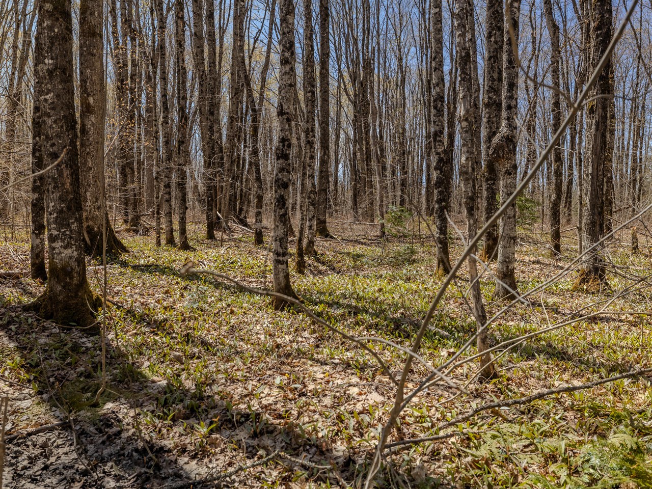 Lot 3 E Shore Road Property Photo 17