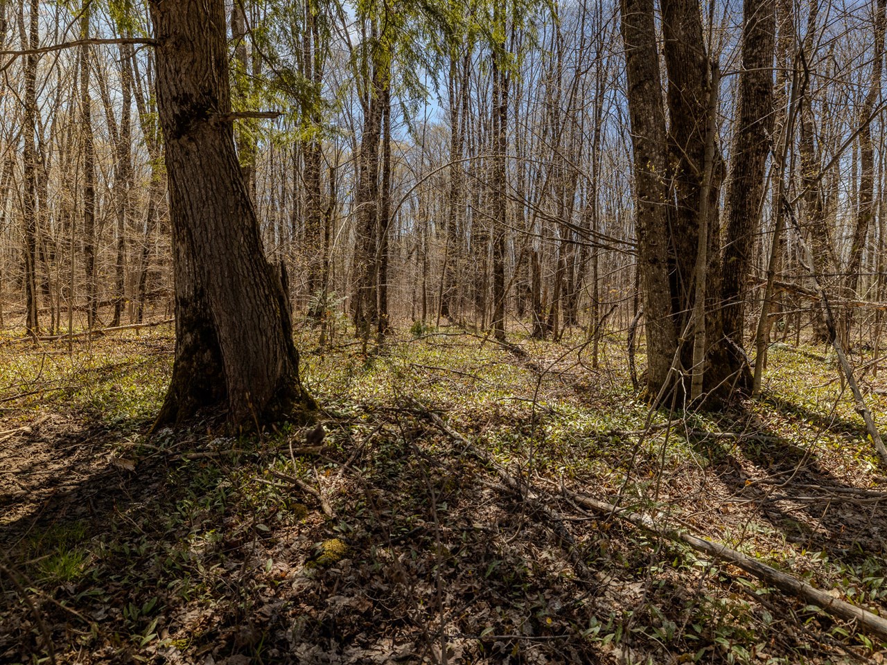 Lot 3 E Shore Road Property Photo 21