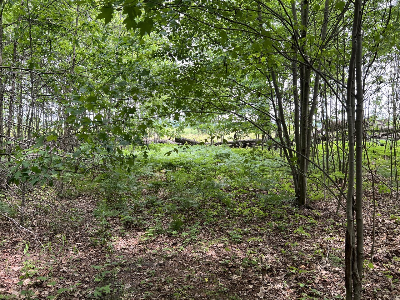 Vl Pierce Street Property Photo 5